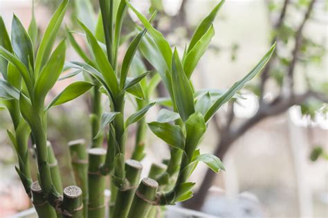 家中招財植物|招財運｜必知家居偏財運佈局擺法：發財樹風水＋招財 